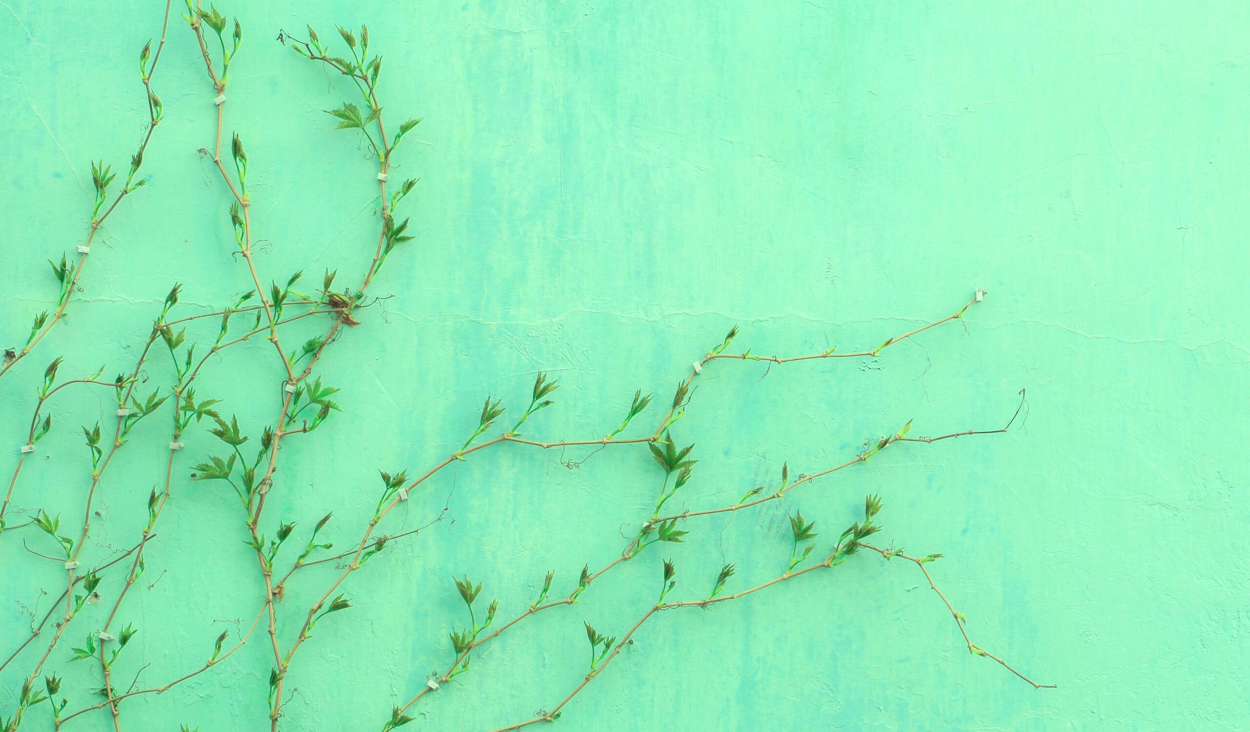 runze-shi-1kIyfRdLMxI-unsplash runze-shi-1kIyfRdLMxI-unsplash